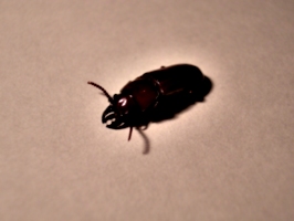 [picture: Bug 6]