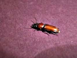 [picture: Bug 10]