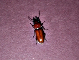 [picture: Bug 11]