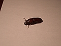 [Picture: Bug 7]