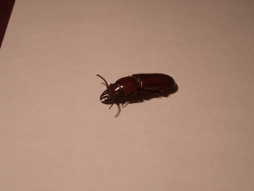 [Picture: Bug 7]