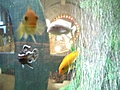 [Picture: Fish, precious! 2]