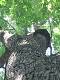 [Picture: Tree trunk looking up]