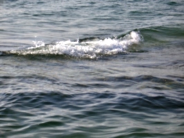 [picture: Little wave]