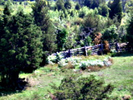 [picture: Paddock fence 2]