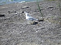 [Picture: Gull 2]