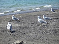 [Picture: Seagull Party]