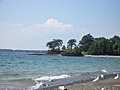 [Picture: Point Petre Tree With Birds]