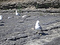 [Picture: Seagull Party 4]