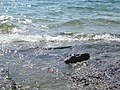 [Picture: Water on rocky shore 7]