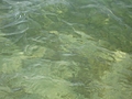 [Picture: Water Texture]