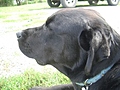 [Picture: Black Dog 2]