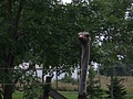 [Picture: Ostrich head]