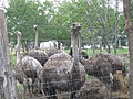 [Picture: Ostrich farm 2]