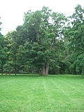 [Picture: Beautiful tree]
