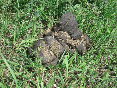 [Picture: Horse shit]