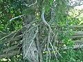 [Picture: Tree by fence 2]