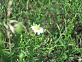 [Picture: Daisy]