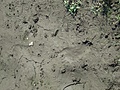 [Picture: bare footprints in the mud]