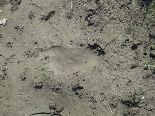 [Picture: bare footprints in the mud 2]