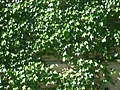 [Picture: Wall creeper]