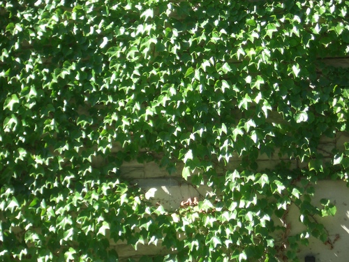 [Picture: Wall creeper]