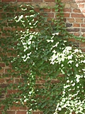 [Picture: Brick wall with creeper 2]