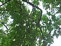 [Picture: St James Cathedral vertical panorama element 40]