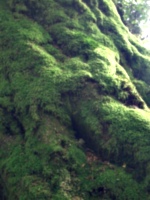 [picture: Moss-covered tree roots 2]
