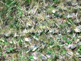 [picture: Cornish stone-lined hedge]