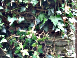 [picture: Ivy]