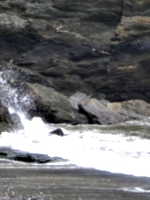 [picture: Tide spray]