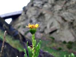 [picture: Dandelion]