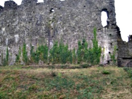 [picture: Restormel Castle 43: Castle wall with creeper]