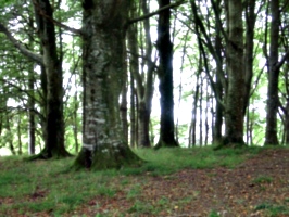 [picture: Restormel Castle 44: The enchanted forest]