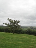 [Picture: Restormel Castle 45: Tree]