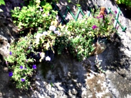 [picture: Flowerbox]