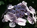 [Picture: pink and purple flowers]