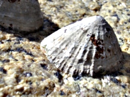 [picture: Cockle shell]