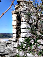 [picture: Overgrown turret]
