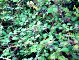 [picture: Blackberry bush]