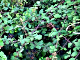 [picture: Blackberry bush 2]