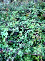 [picture: Blackberry bush 3]