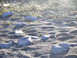 [picture: Footprints in the soft dry sand]