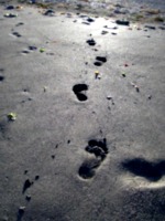 [picture: Bare footprints in wet sand]