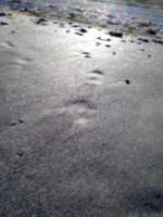 [picture: Bare footprints in wet sand 2]