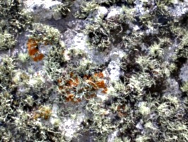 [picture: Moss 2]