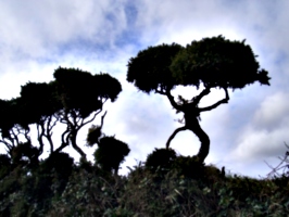[picture: Naked trees]