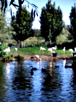 [picture: Flamingos]