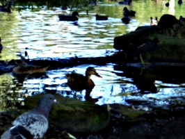 [picture: Mallard ducks.]